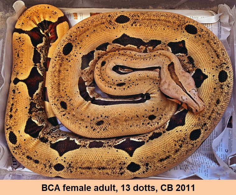 Boa constrictor amarali, Dotted bloodline (reinrassig)_STÖCKL