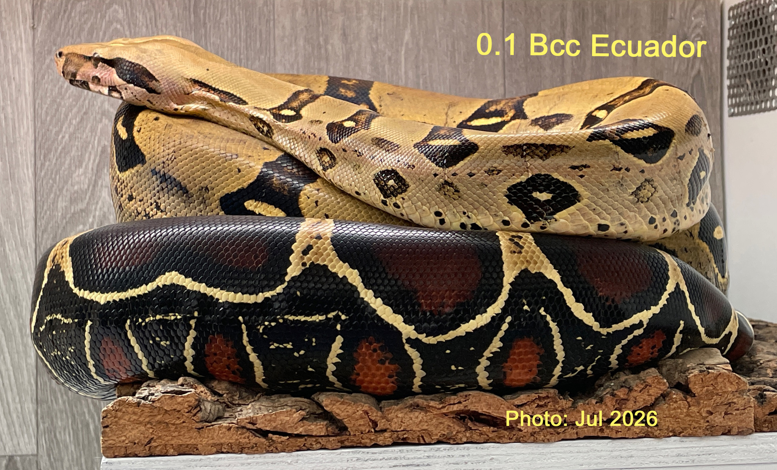 0.1 Boa c. constrictor Ecuador CB 2018, Züchter: Wolfgang Buchhorn, reinrassig
