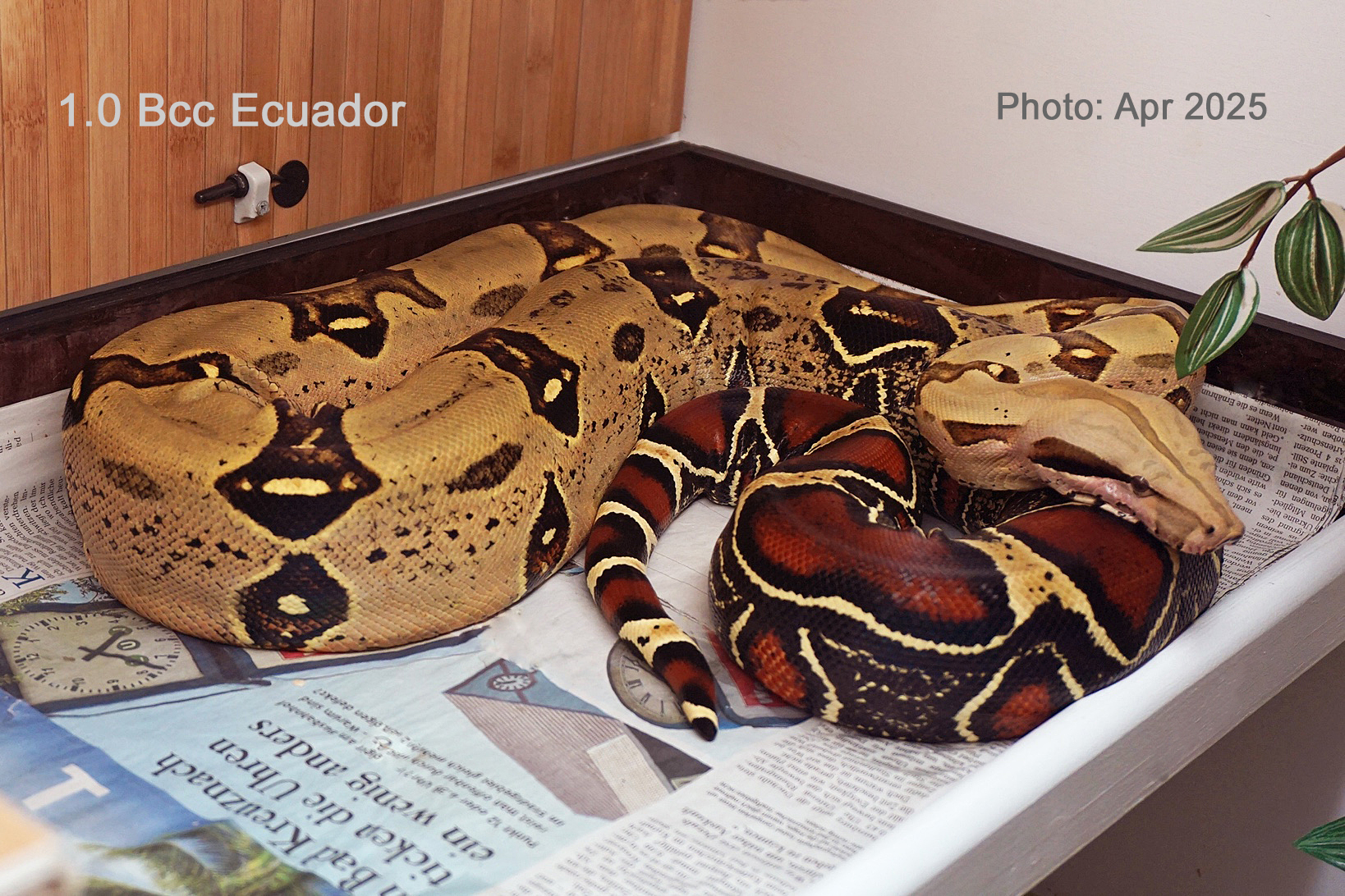 1.0 Boa c. constrictor Ecuador, CB 2019, Züchter: Wolfgang Buchhorn, reinrassig
